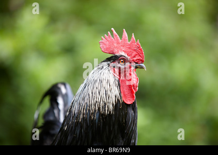 Pollo cockerel colpo di testa chiuso Foto Stock