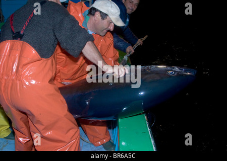 I pescatori trasporta un tonno a bordo che viene catturato con ganci fissati per palangaro, un metodo utilizzato da piccoli pescatori maltesi. Foto Stock
