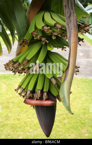 Banane verdi cluster appeso a un albero. Foto Stock