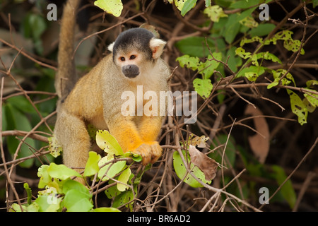 Nero-capped giallo Scimmia di scoiattolo Foto Stock