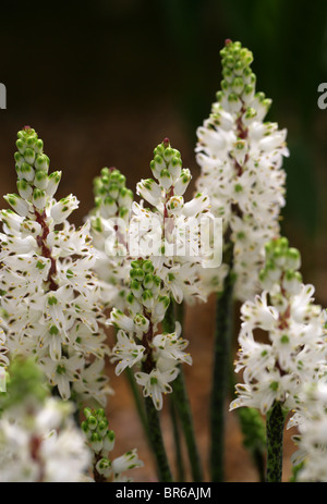 Wild Giacinto, Lachenalia contaminata, Hyacinthaceae, Sud Africa Foto Stock