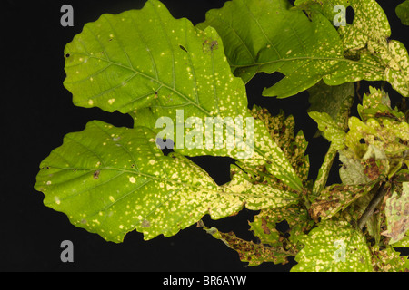 Foglie di quercia fillossera (fillossera glabra) danni alla quercia lascia Foto Stock