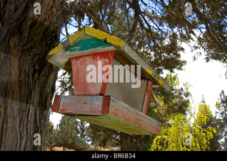 Un bird feeder appeso a un albero di ginepro in estate. Foto Stock