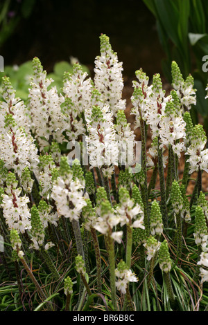 Wild Giacinto, Lachenalia contaminata, Hyacinthaceae, Sud Africa Foto Stock