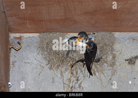 Adulto Swallow Hirundo rustica alimenta la sua giovane al nido Regno Unito Foto Stock