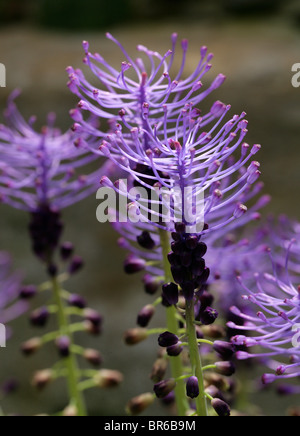 Viola Giacinto di uva o Tassle Giacinto, Leopoldia comosa, Hyacinthaceae, Mediterraneo, Europa. Foto Stock