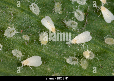 Glasshouse whitefly (Trialeurodes vaporariorum) adulti e liberato pupe Foto Stock