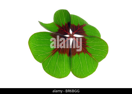 Glücksklee - quattro leafed clover 20 Foto Stock