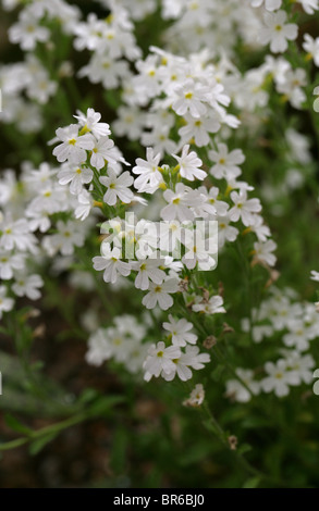 Fairy Foxglove o Starflower, Erinus alpinus 'Albus', Scrophulariaceae, Alpi, l'Europa. Aka Alpine o balsamo del fegato, gioiello fiore. Foto Stock