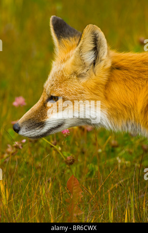 Una chiusura vista laterale verticale di un selvaggio RED FOX guardando lontano. Foto Stock