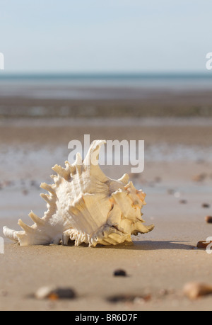 Il Lobatus gigas, originariamente noto come Strombus gigas, comunemente noto come la regina Conch su di una spiaggia di sabbia Foto Stock