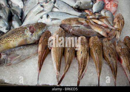 Un assortimento di pesci posti su ghiaccio in un pescivendolo in Malta. Foto Stock