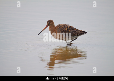 Nero-tailed Godwit guadare in acqua poco profonda Foto Stock