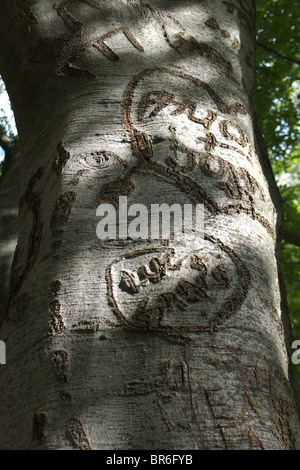 Iniziali incise nella corteccia liscia di un bosco di faggi Foto Stock