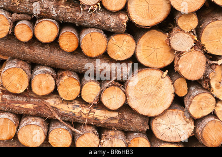 Il taglio di legna da ardere pila, Clarenville, Terranova, Canada Foto Stock