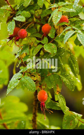 Una immagine di bagnato boccioli di rosa selvatica in crescita Foto Stock