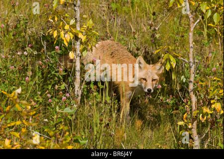 Un red fox hunting attraverso alcuni piccoli alberi Foto Stock