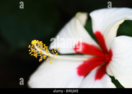 Rosso e bianco fiori di ibisco con ciuffo di stami gialli Foto Stock