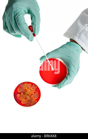 Un tecnico di laboratorio usando un bastoncino di cotone su una capsula di Petri con una coltura di batteri, close-up di mano Foto Stock