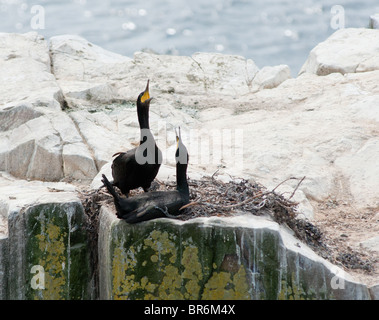 Shags comune nel nido visto nel farne isola in Northamberland Foto Stock