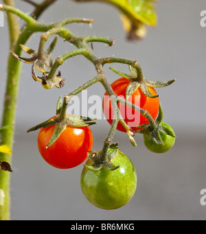 Il rosso e il verde di pomodoro ciliegino Closeup Macro Foto Stock