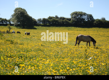 I cavalli in campo pieno di prato renoncules Foto Stock