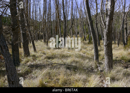 In autunno gli alberi di pioppo senza foglie su un erba essiccata Foto Stock