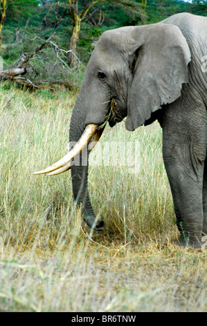 Una grande bolla africano Elefante con enormi zanne nel profilo Foto Stock