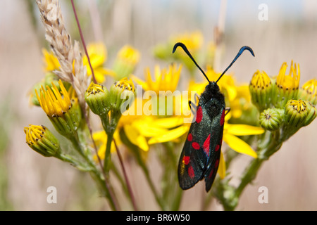 Sei solitaria Spotted Burnett (Zygaena filipendulae) estraendo il polline di un thistle nella campagna inglese. Foto Stock