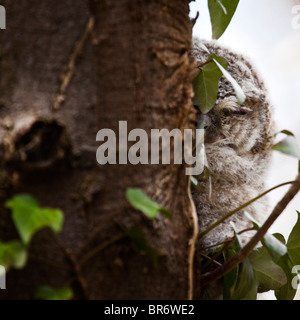 Allocco - Strix aluco Foto Stock