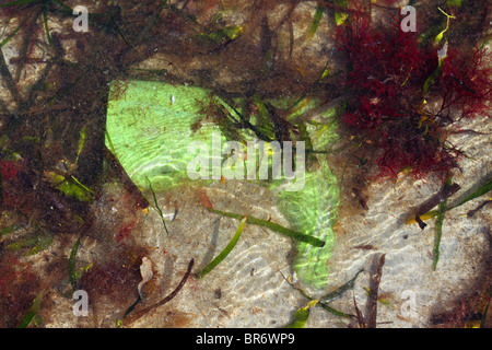 Vecchio boot verde cestino rifiuti mare oceano inquinamento sporca Foto Stock