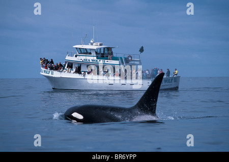 Maschio adulto transient killer whale {Orcinus orca) + barca per fare whale watching. Baia di Monterey, California, Stati Uniti d'America. Foto Stock