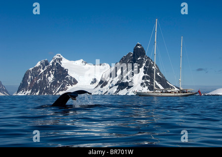 Un Humpback Whale (Megaptera novaeangliae) passera nera la sua coda vicino a SY 'Adele', 180 piedi Hoek Design, nel canale di Lemaire, Antarct Foto Stock