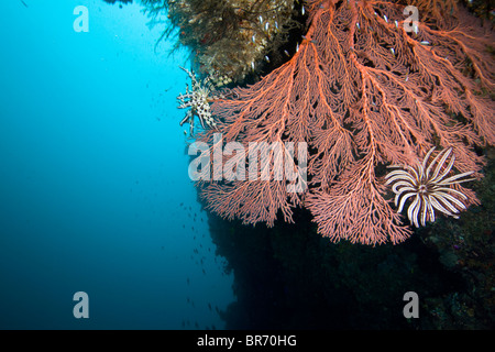 Grande gorgonia fan corallo con crinoidi / stelle piuma (Oxycomanthus bennetti) Bev la barriera corallina, tufi, Papua Nuova Guinea Foto Stock