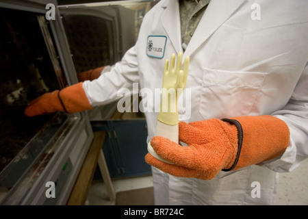 Scienziato con la Yulex Corp. rende i prototipi dei guanti di gomma per testare diverse formulazioni di lattice guayule Foto Stock