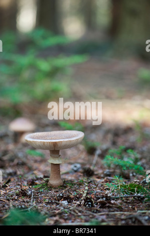 Amanita rubescens, il fungo blusher Foto Stock