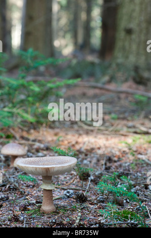 Amanita rubescens, il fungo blusher Foto Stock
