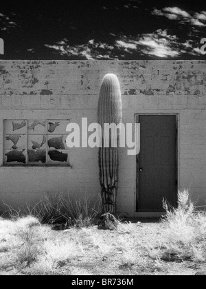 Costruzione di dettaglio & cactus Saguaro infrarosso [foto] Foto Stock