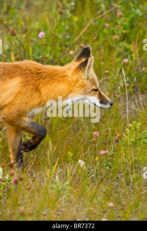 Una chiusura vista laterale verticale di un selvaggio red fox stalking attraverso un prato erboso. Foto Stock