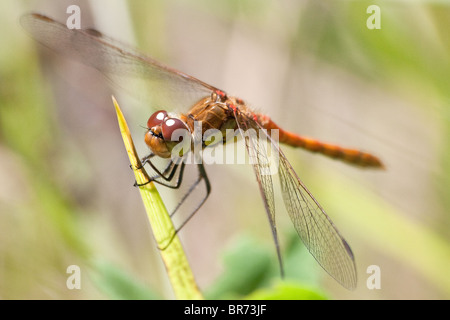 Ripresa macro di un comune maschio Darter Dragonfly (Sympetrum striolatum). Foto Stock