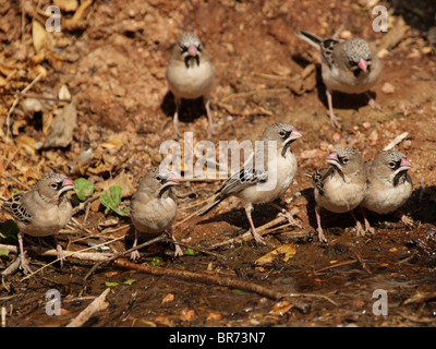 Squamosa-feathered Finches (Sporopipes squamifrons) bere da una pozza in Namibia Foto Stock