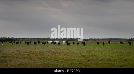 Cavalli e tori in il parco della Camargue Foto Stock