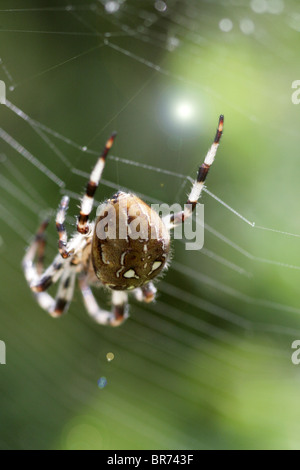 Giardino in comune spider (Araneus diadematus) tessitura i suoi intricati web. Foto Stock