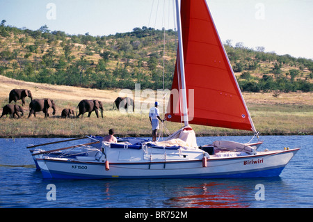 La gente sul catamarano sul lago Kariba guardando l'elefante africano (Loxodonta africana) sulla riva, Zimbabwe, Africa Foto Stock