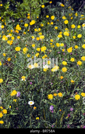 Fiori di prato compresi Hawksbeard ruvida Margherita occhio di bue e comune Spotted Orchid Millers Dale Derbyshire Inghilterra Foto Stock