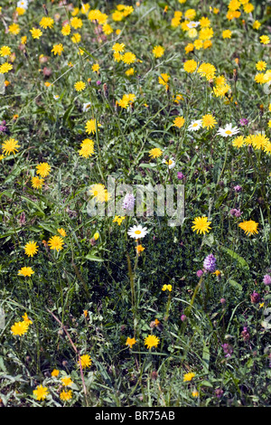 Fiori di prato compresi Hawksbeard ruvida Margherita occhio di bue e comune Spotted Orchid Millers Dale Derbyshire Inghilterra Foto Stock