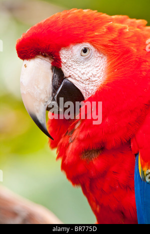 Scarlet Macaw, Ara macao, nativo di umide foreste sempreverdi di American tropici; sud-orientale del Messico in Brasile Foto Stock