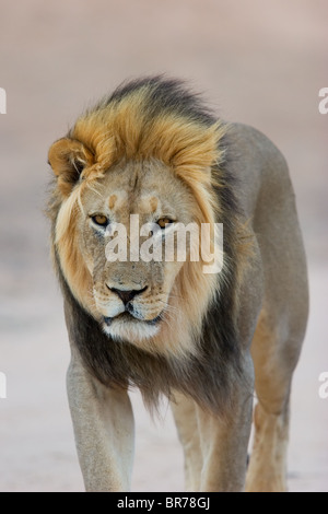 Nero-maned leone africano (Panthera leo) passeggiate, Kgalagadi Parco transfrontaliero, Sud Africa Foto Stock