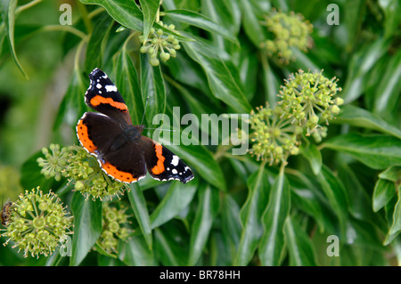 Red Admiral butterfly, Vanessa Atalanta, sulla pianta di Edera, Hedera helix. Foto Stock