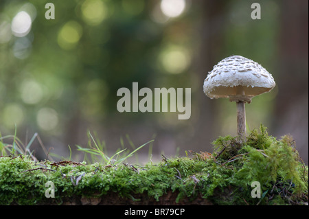 Chlorophyllum rhacodes. Shaggy parasol fungo in un bosco. Regno Unito Foto Stock